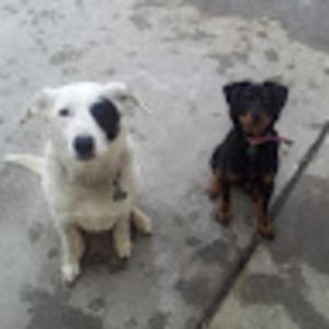 Meet your Posher, Shane